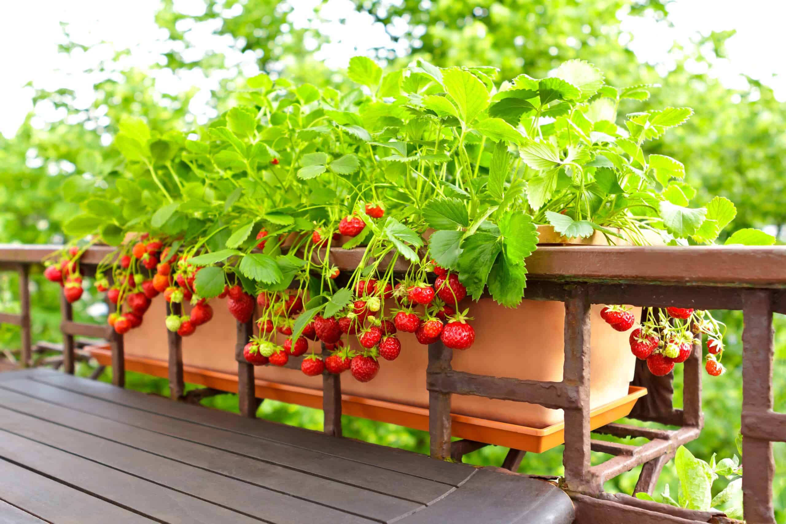 Strawberries growing on balcony rail