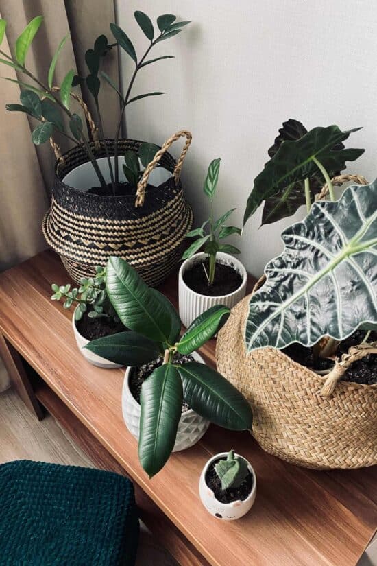 Plants and baskets